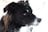 A close-up profile of a black and white dog with a snowy background. The dog's fur has patches of snow on it, and its eyes are clearly visible, displaying an attentive and alert demeanor.
