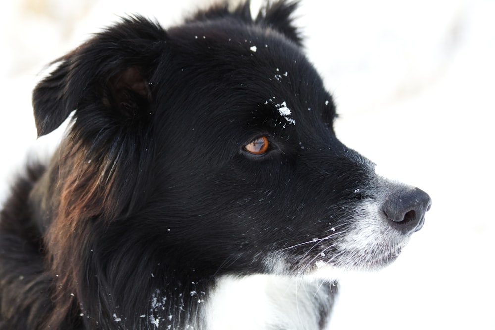 a black and white dog