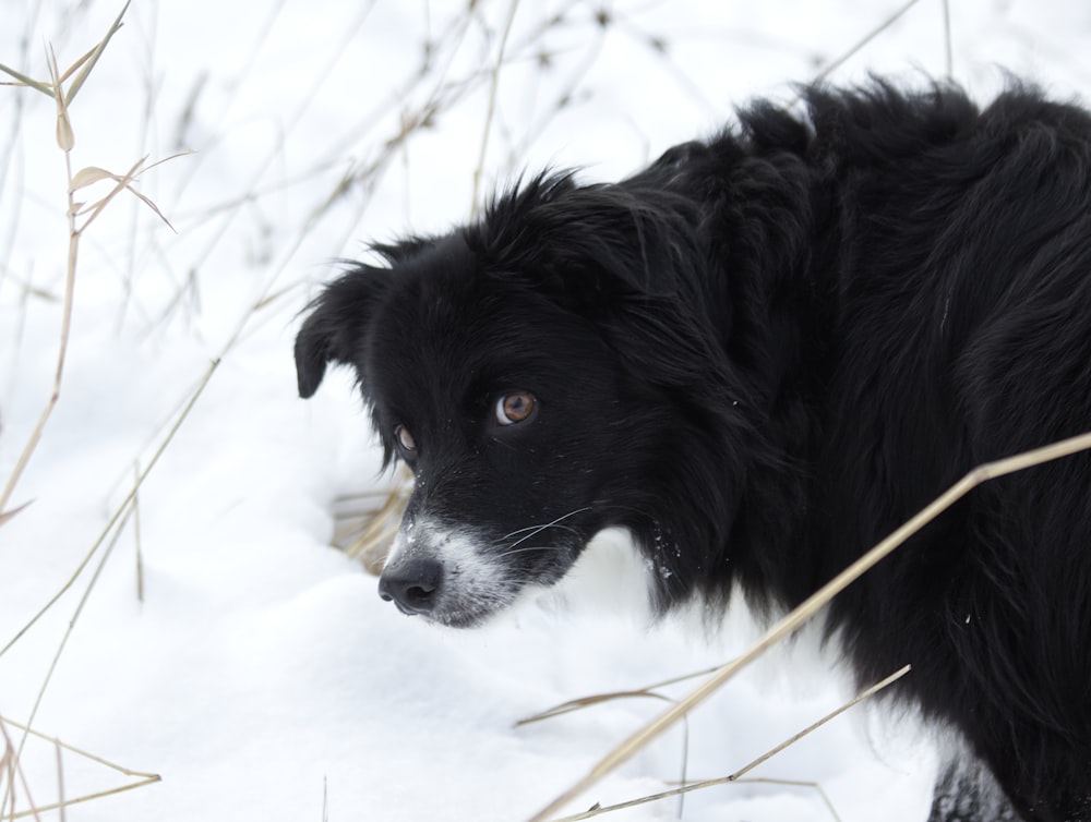 a black and white dog in the snow