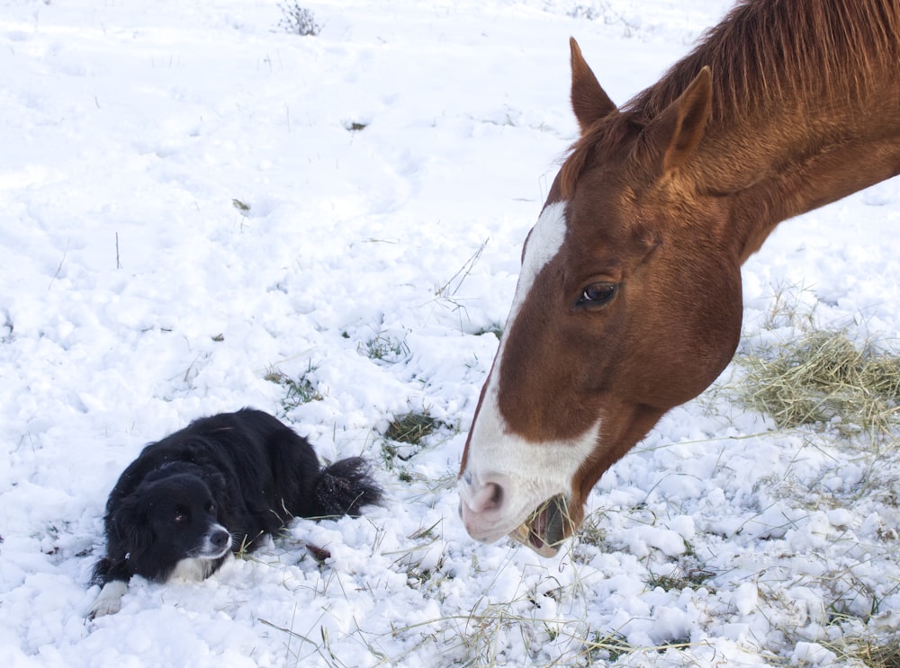 a horse and a baby horse in the snow