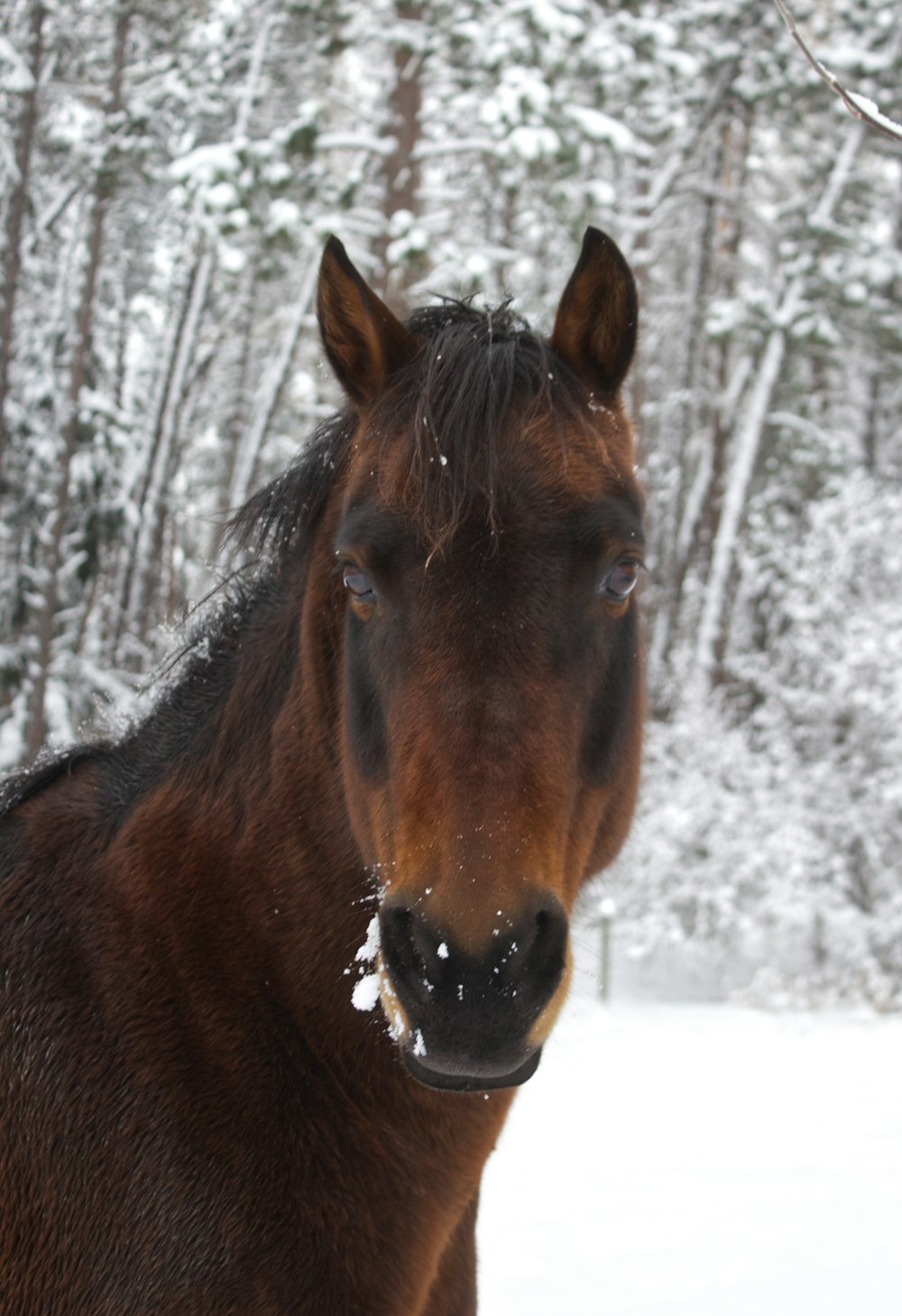 a horse in the snow