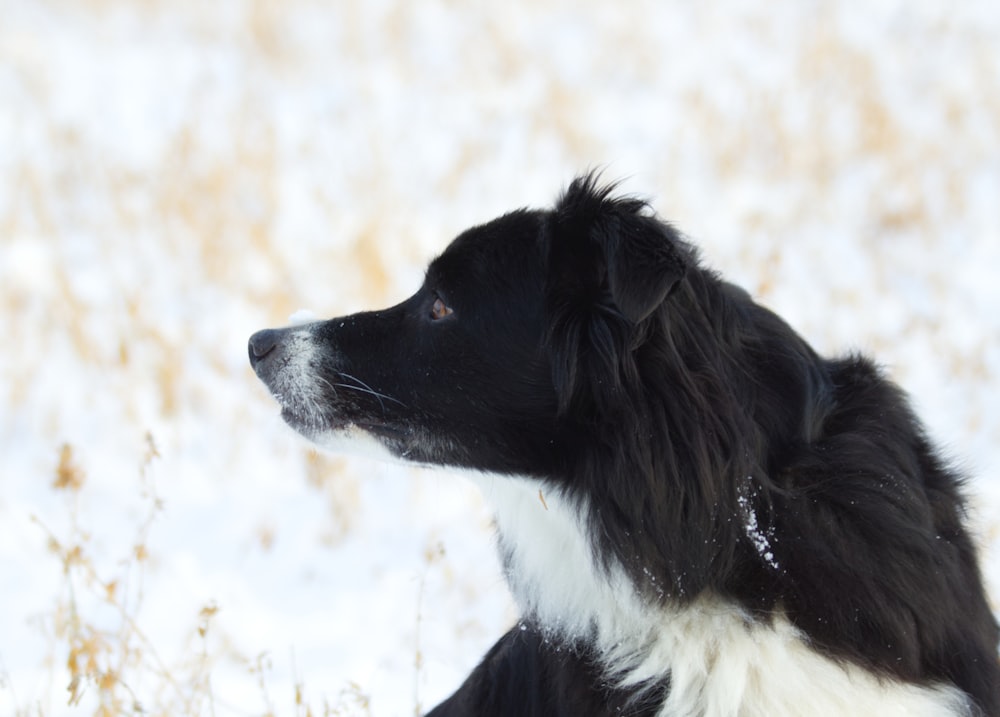 a black dog in the snow