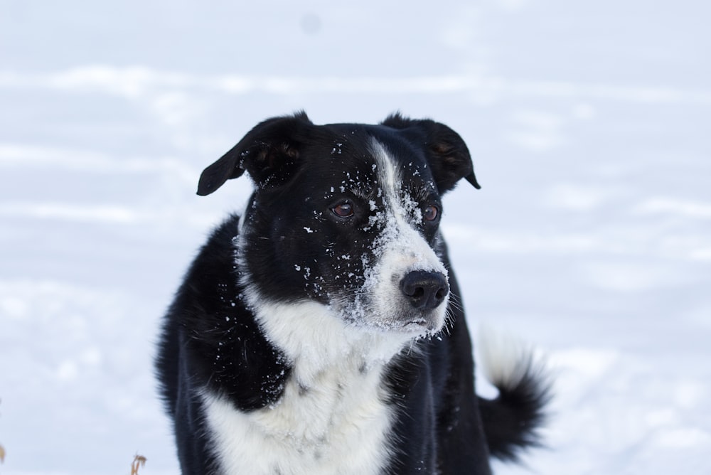 um cão preto e branco na neve