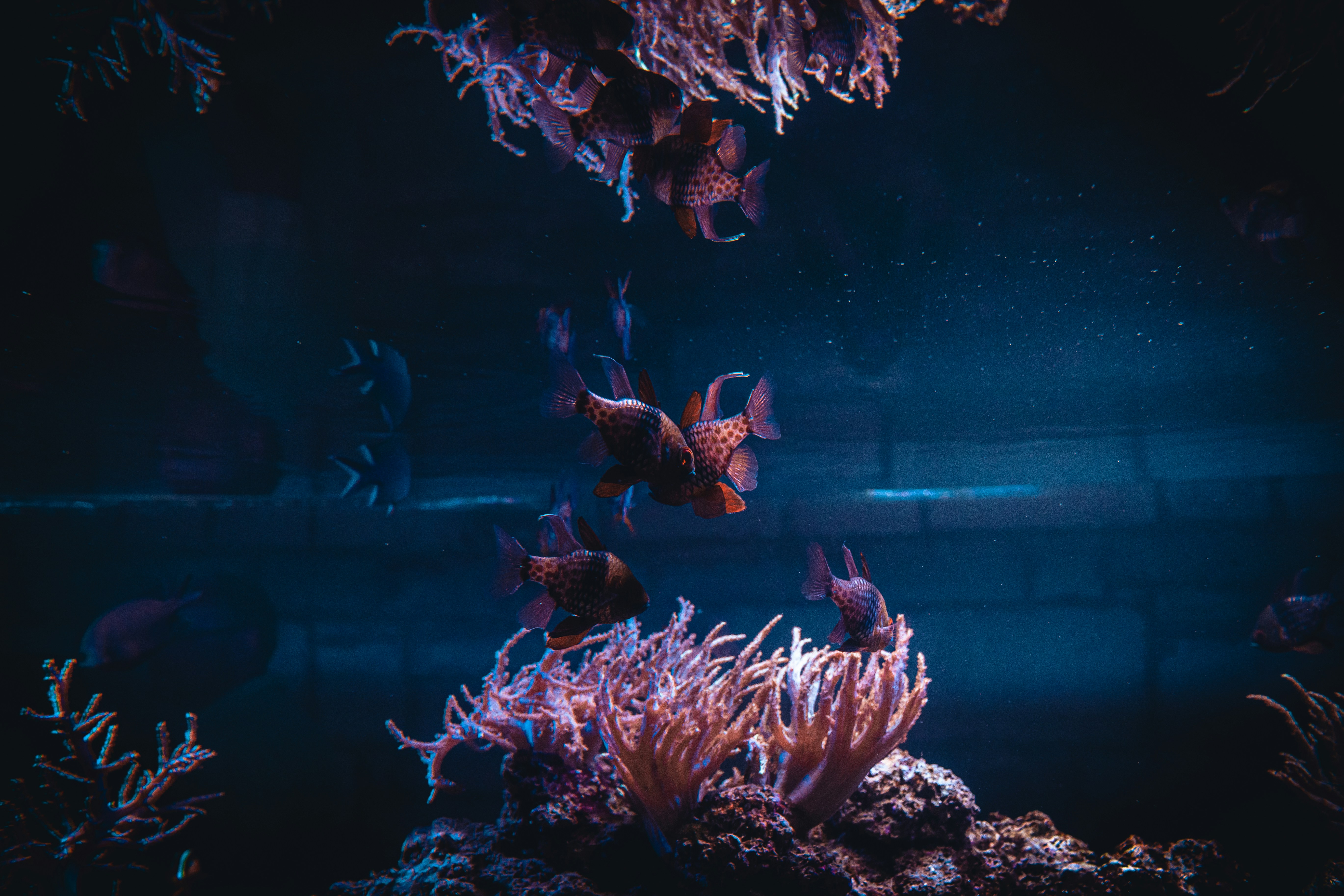 a group of fish swimming in an aquarium