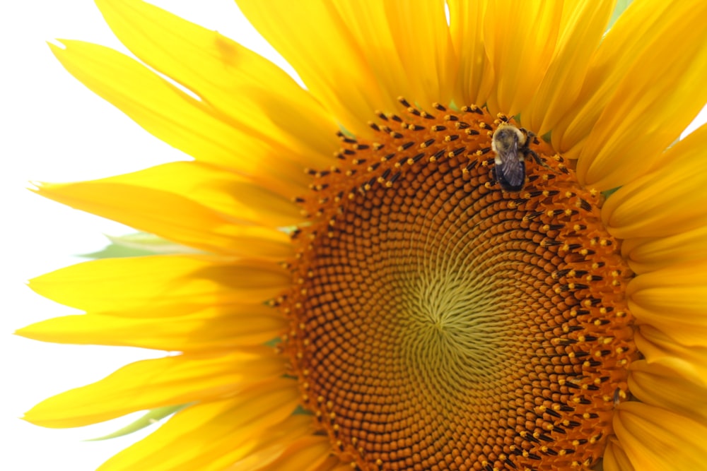 a bee on a sunflower