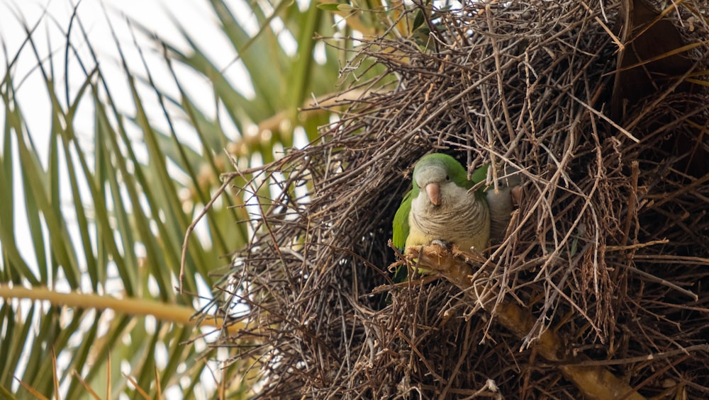 birds in a nest