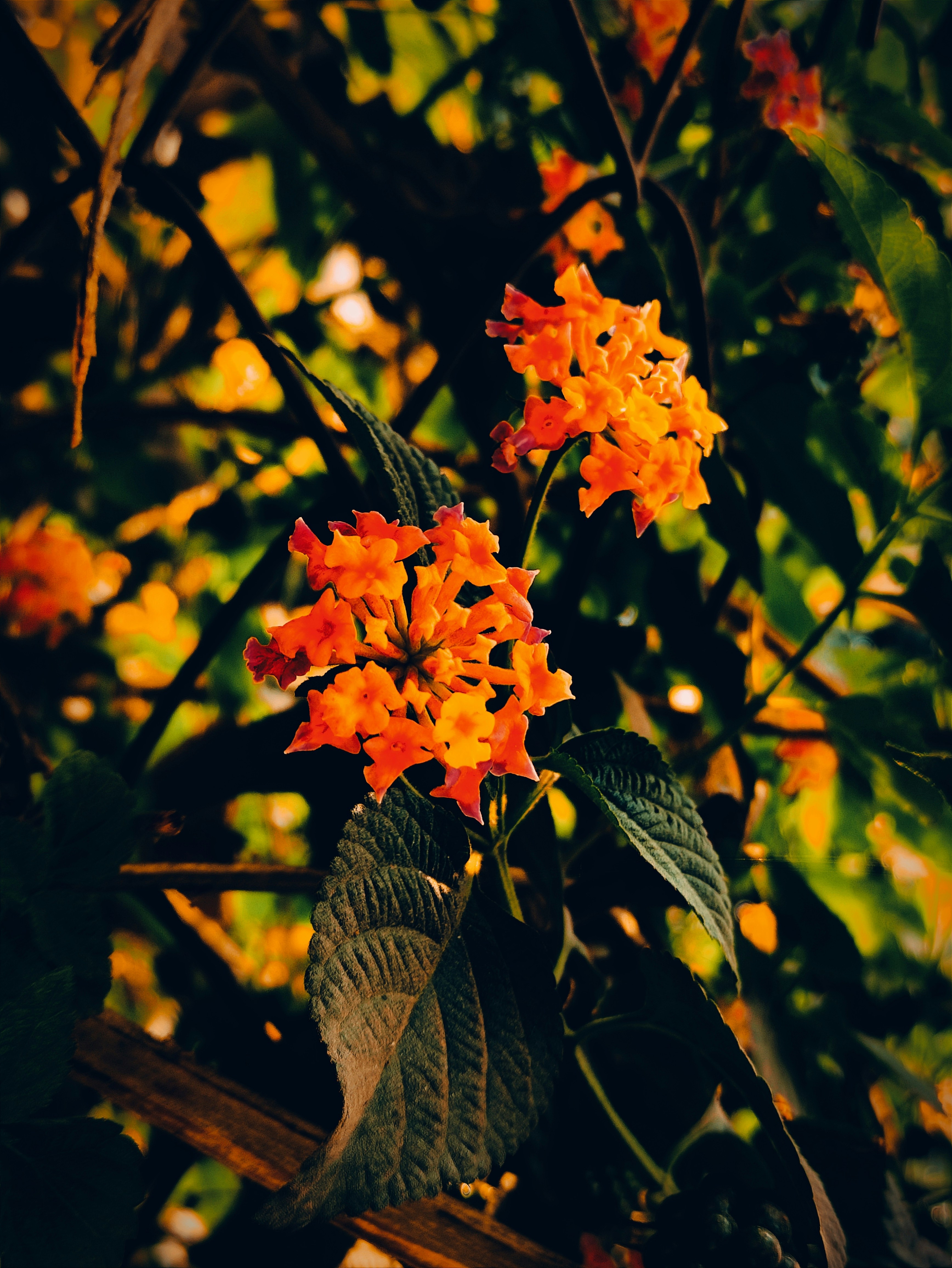 Photo by dpkvishwakarma04