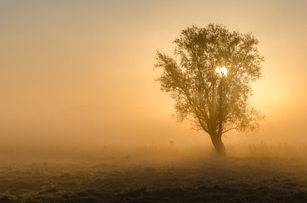 a tree in a foggy field