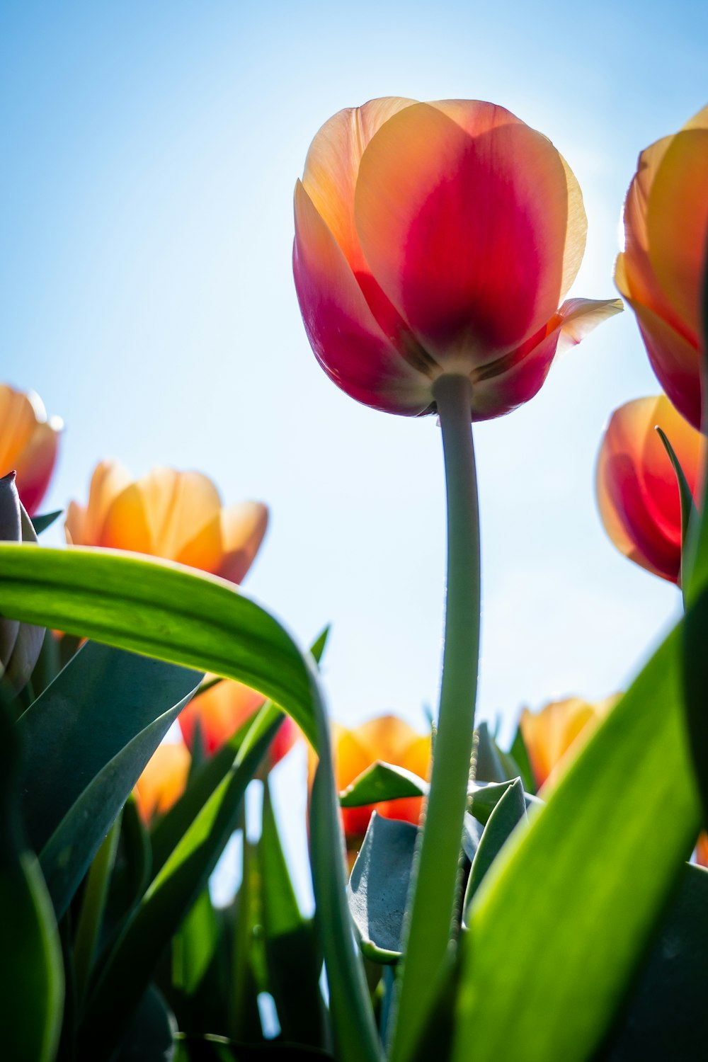 a group of flowers