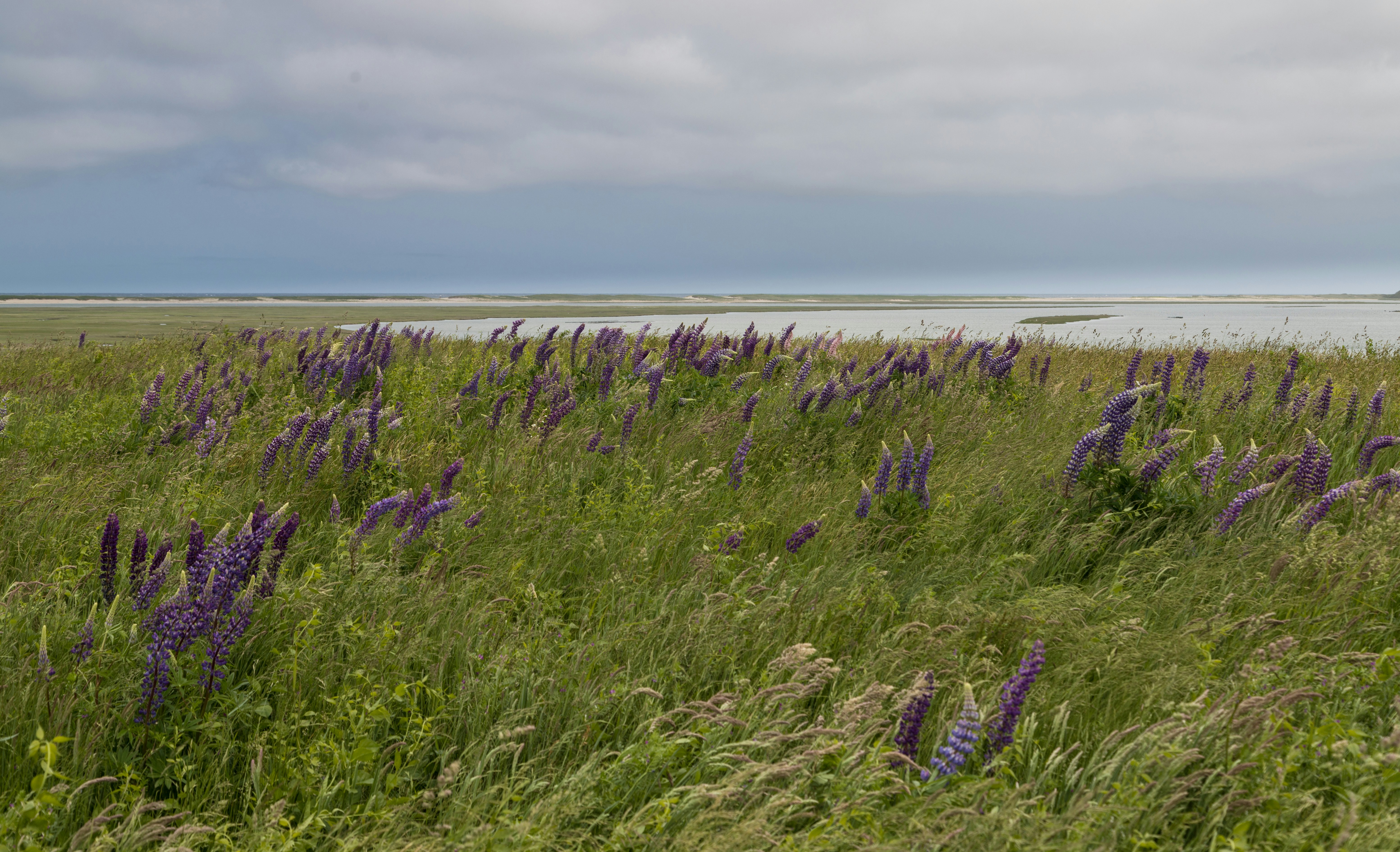 a field of purple flowers