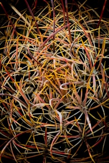 a close up of a plant