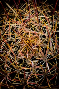 a close up of a plant