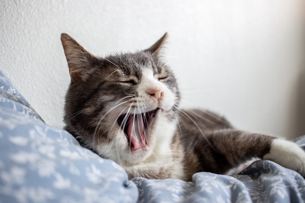 a cat yawning on a bed