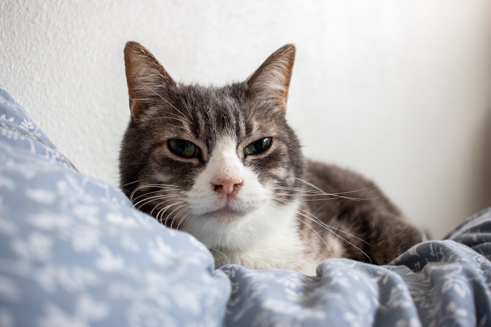 a cat lying on a blanket