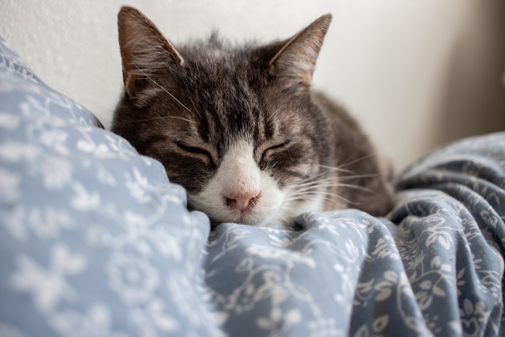 a cat sleeping on a blanket