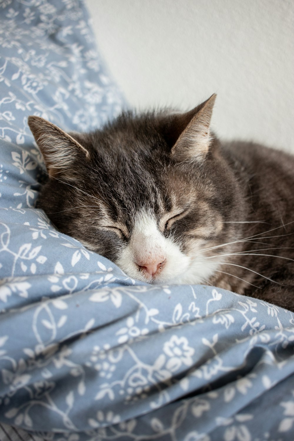 a cat sleeping on a bed