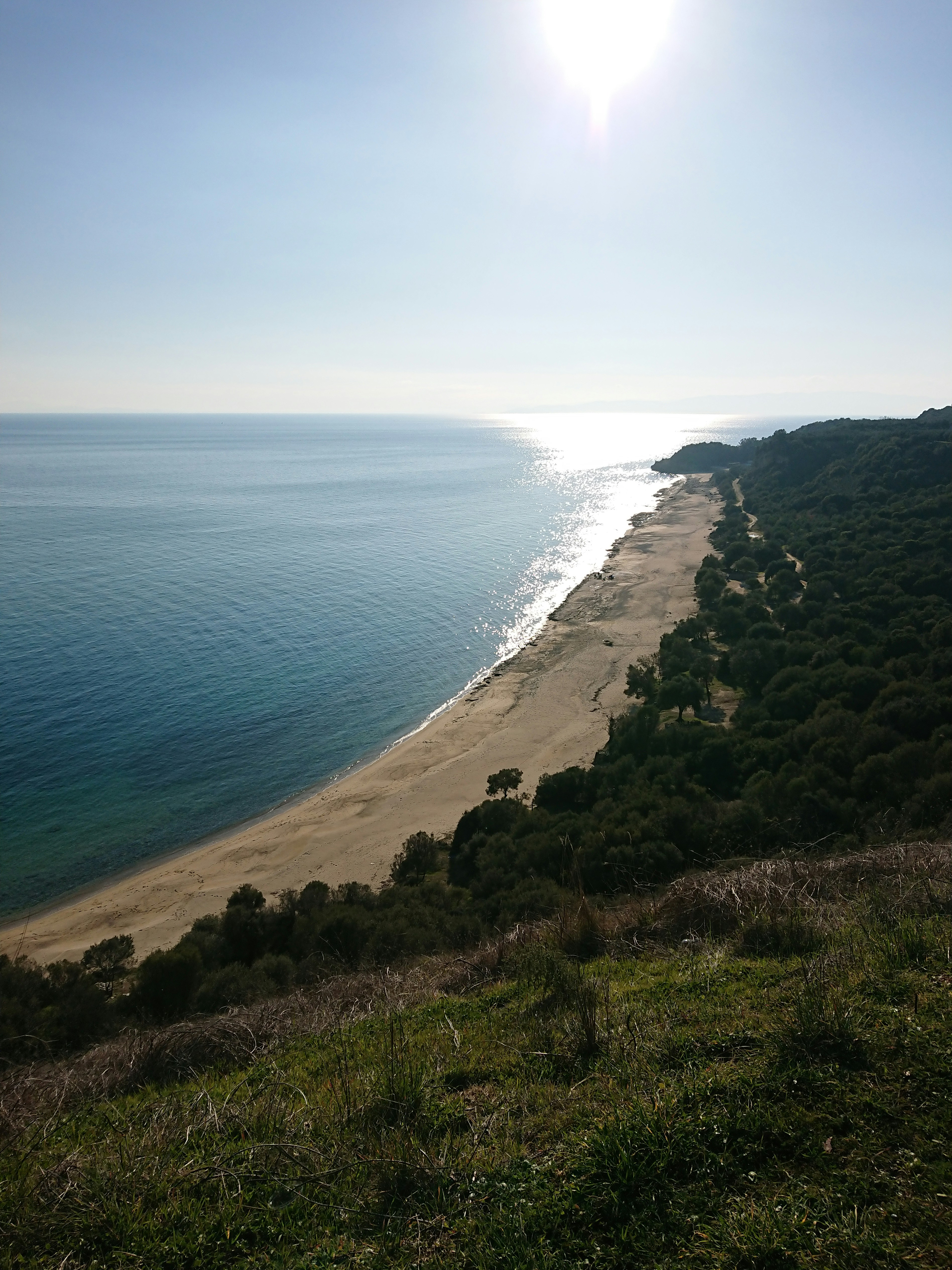 a beach with trees and a body of water