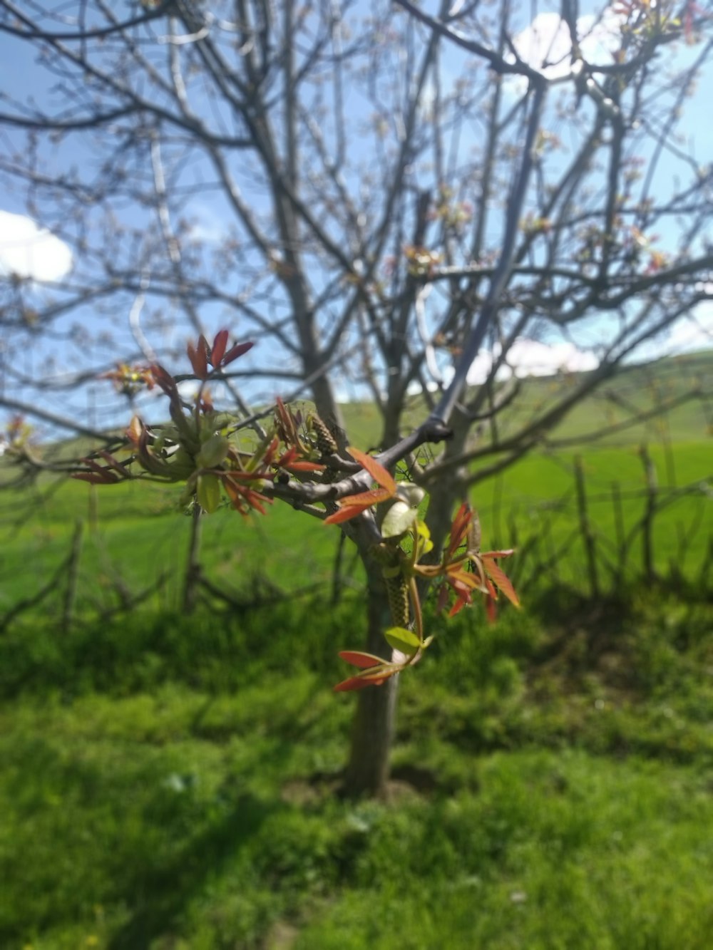 a tree with red leaves