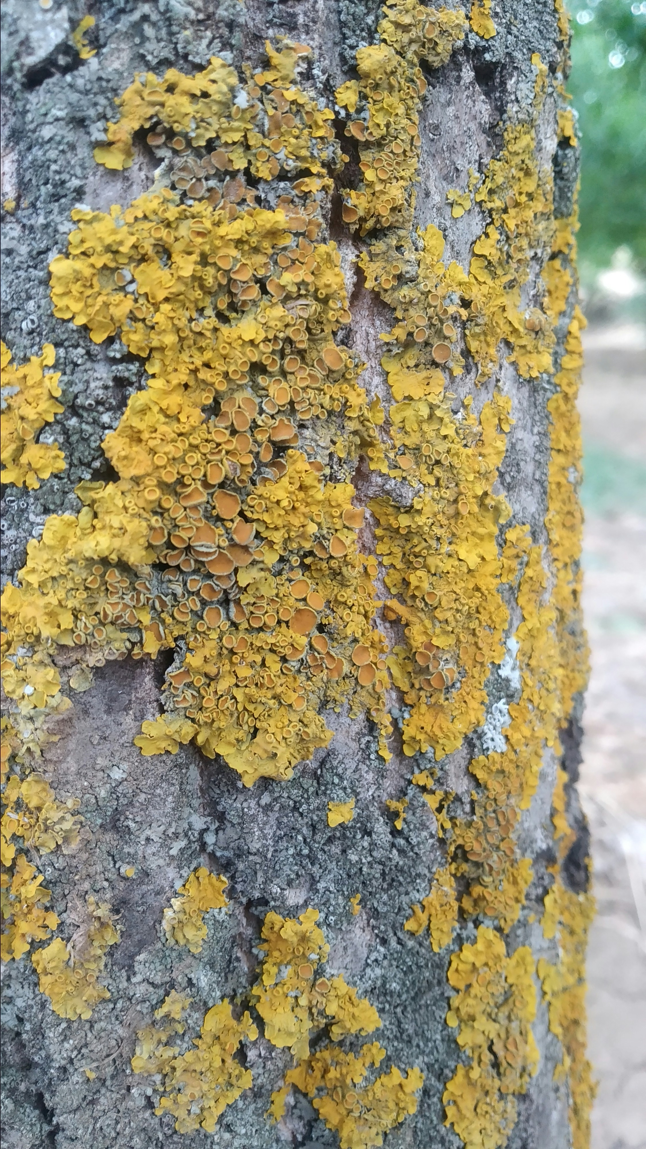 a close up of a tree trunk