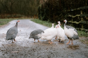 A group of guineafowls stands together on a dirt path. Their plumage is a mix of speckled gray and pure white, and they have distinctive red wattles. The scene is set in a wooded area with a path that stretches into the distance.