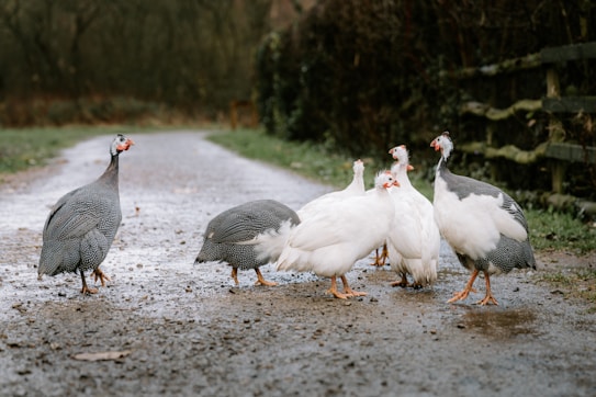 A group of guineafowls stands together on a dirt path. Their plumage is a mix of speckled gray and pure white, and they have distinctive red wattles. The scene is set in a wooded area with a path that stretches into the distance.