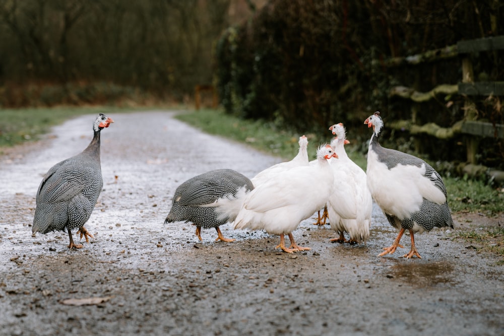 a group of birds walking on a dirt road