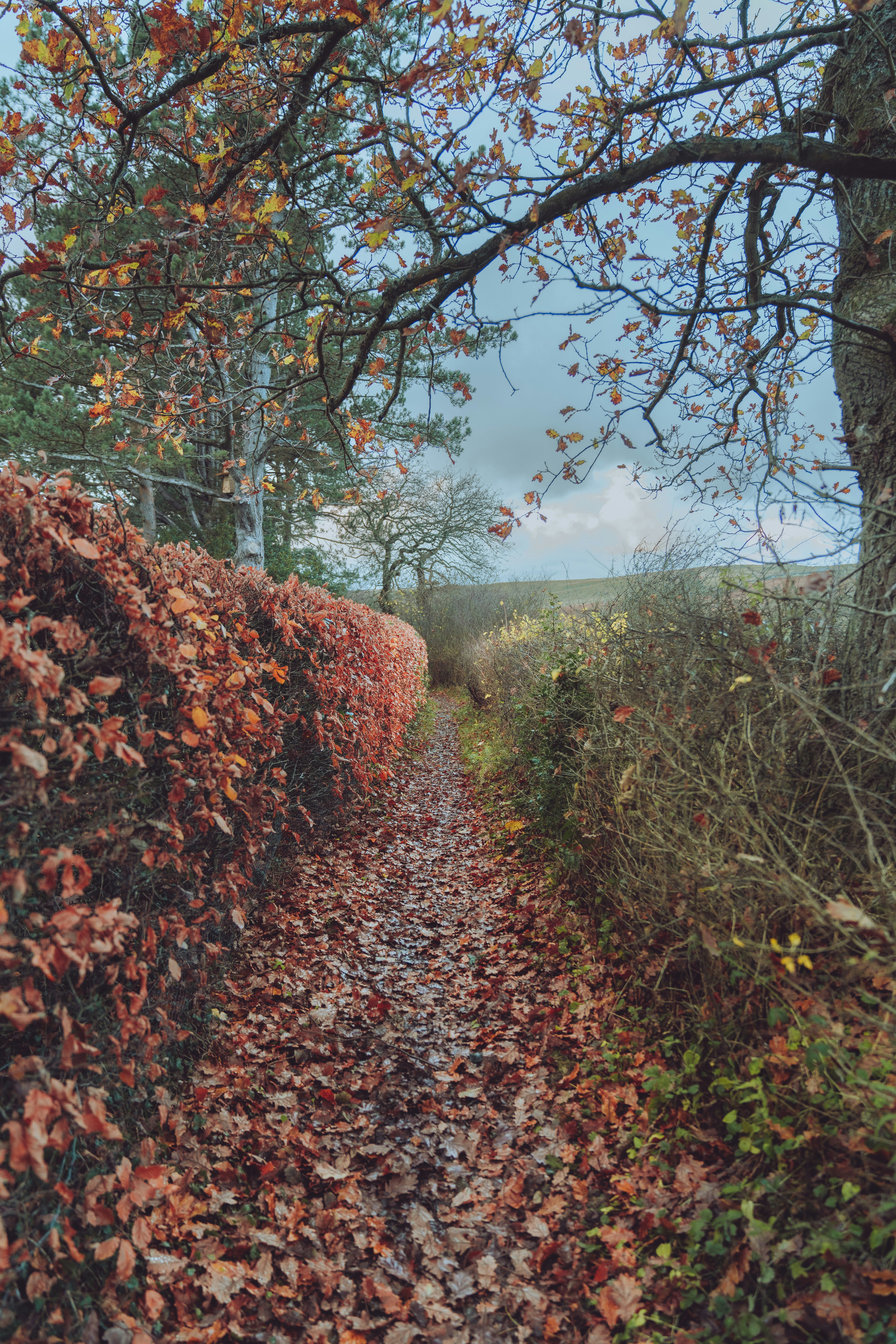 A path with trees on either side photo – Free Autumn Image on Unsplash