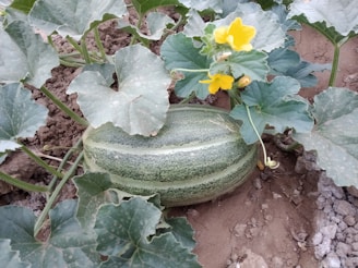 Farmers applying natural fertilizers in a watermelon field.