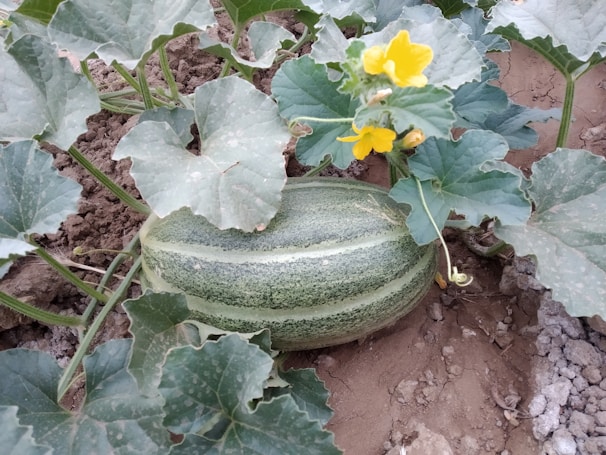 Farmers applying natural fertilizers in a watermelon field.