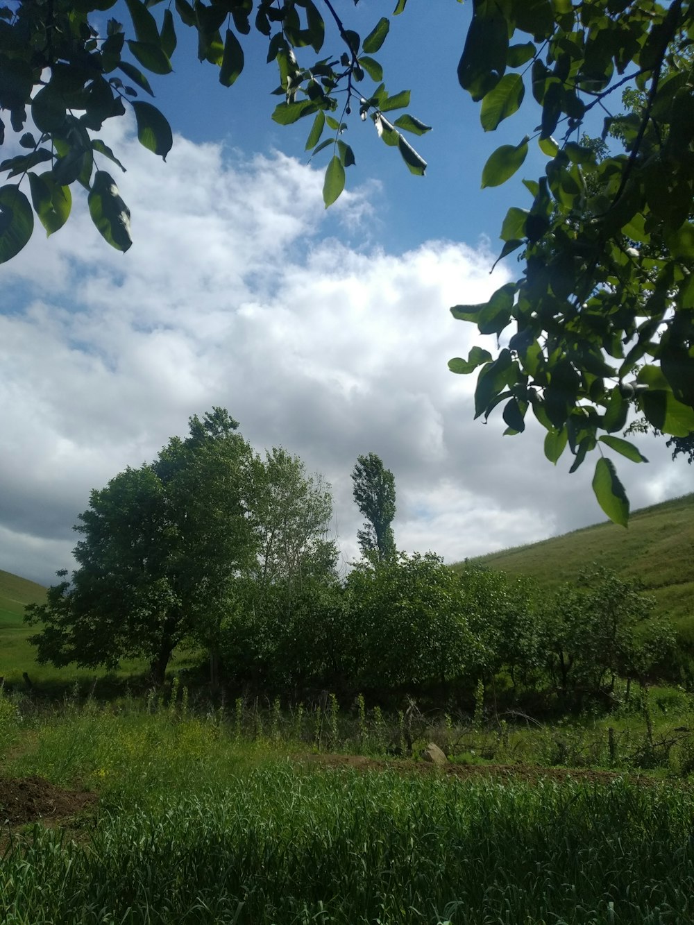 a grassy field with trees