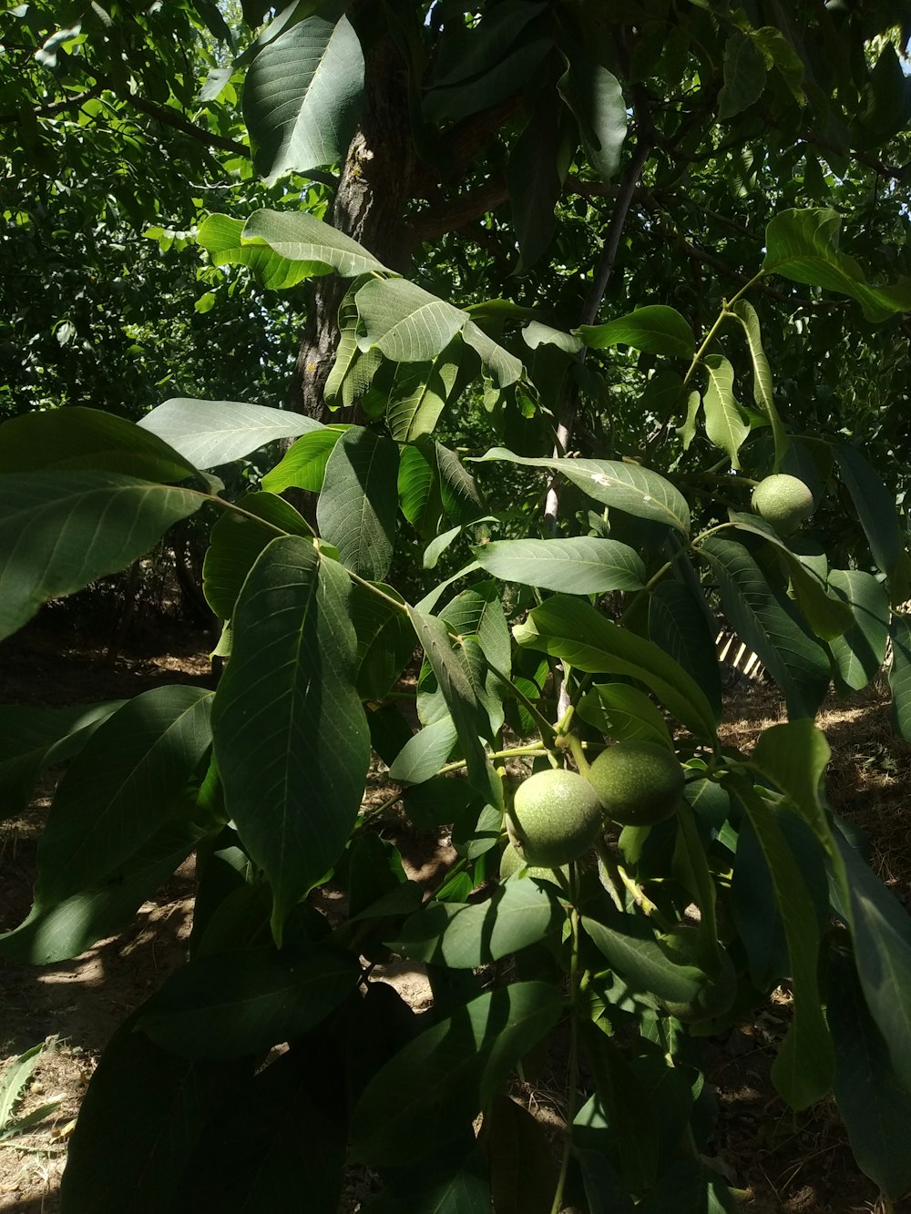 a tree with green leaves