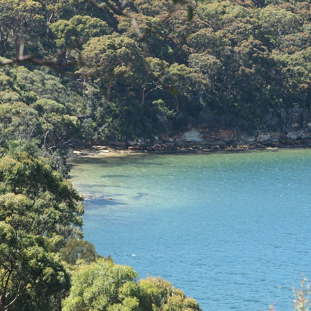 a body of water surrounded by trees