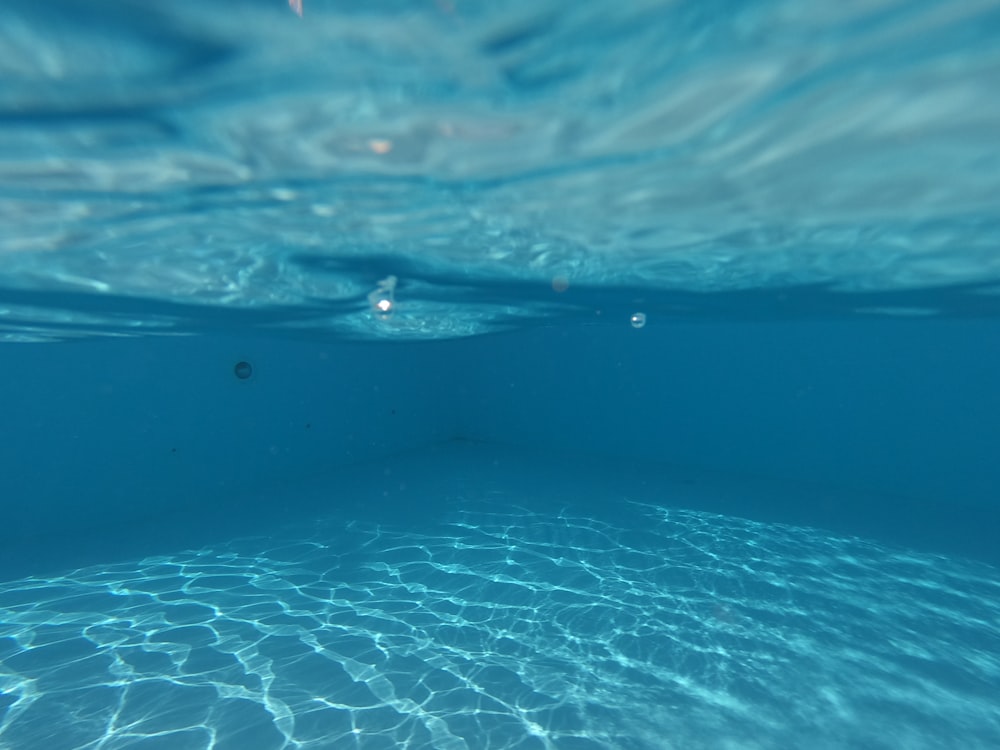 a group of fish swimming in the water