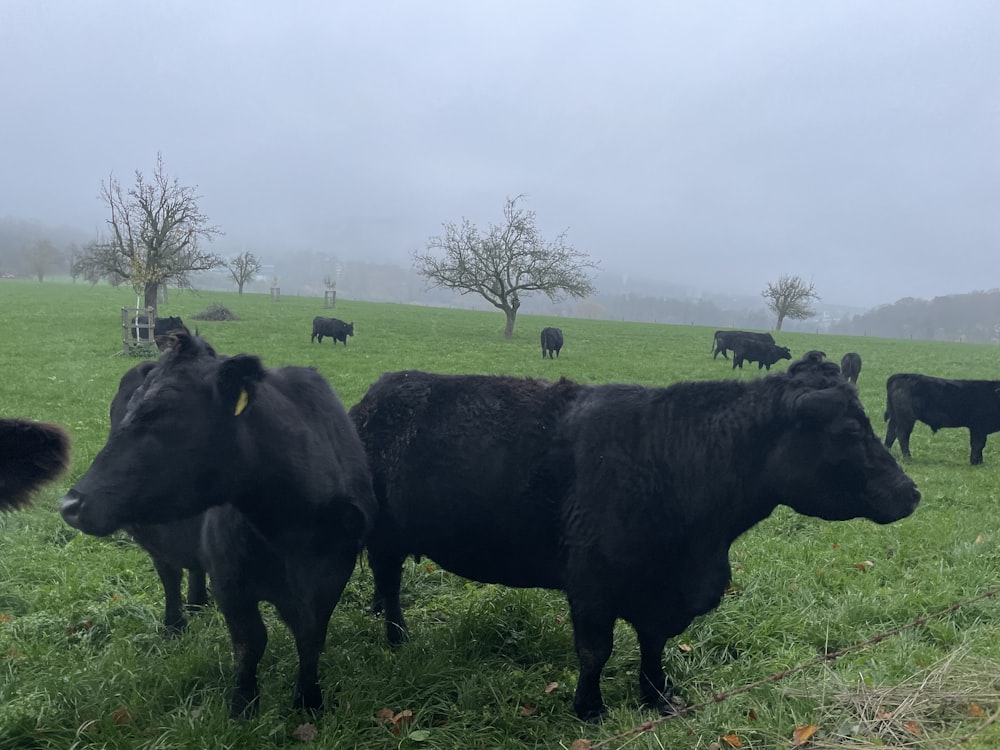 a herd of cows grazing