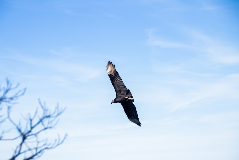 a bird flying in the sky