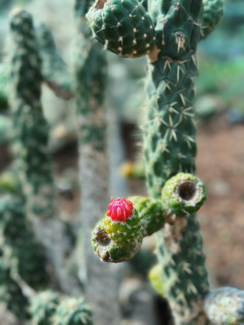 a close up of a cactus