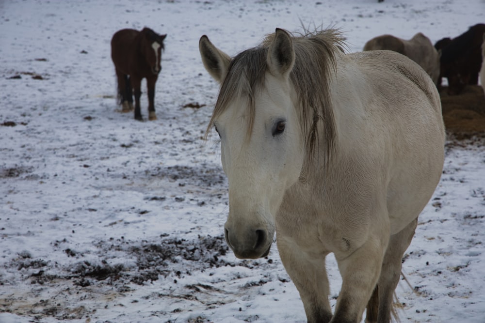 a group of horses in a snowy field