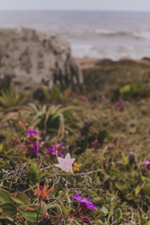 A serene coastal garden with vibrant flowers and rocky slopes.