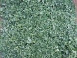 A large quantity of chopped green leafy vegetables, possibly leafy greens like spinach or cilantro, are spread out, covering the entire frame. The texture appears fresh and slightly glossy, indicating they might be freshly cut.