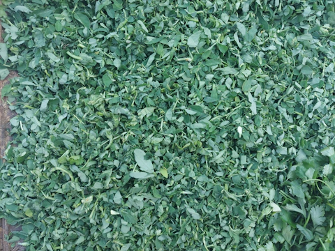 A handful of fresh green clippings collected during a garden tidy-up