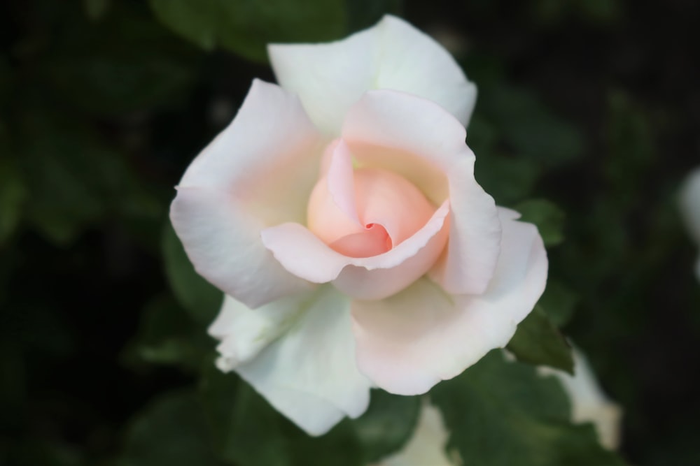 a close up of a flower