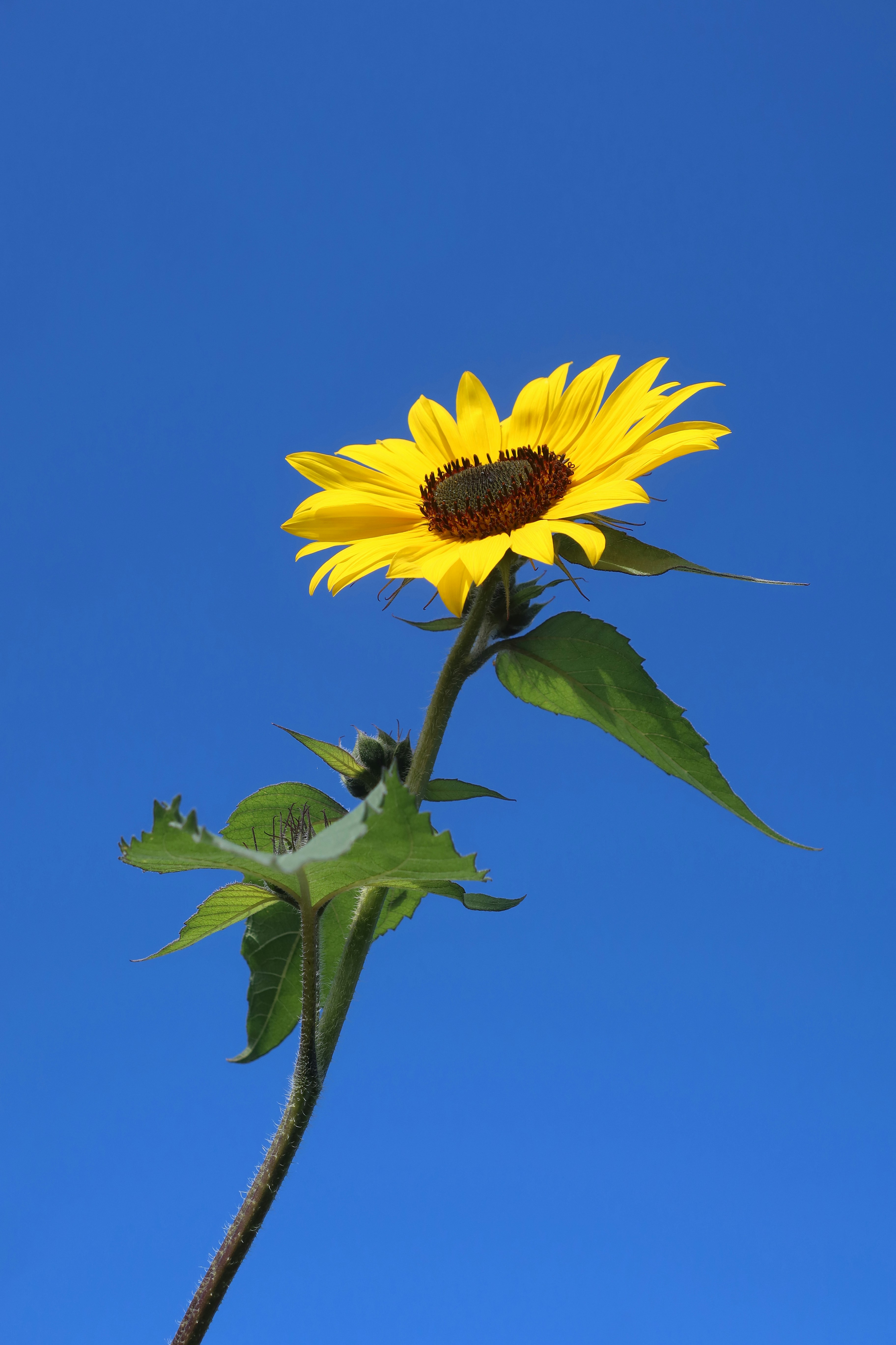 Photo by chrislinnett