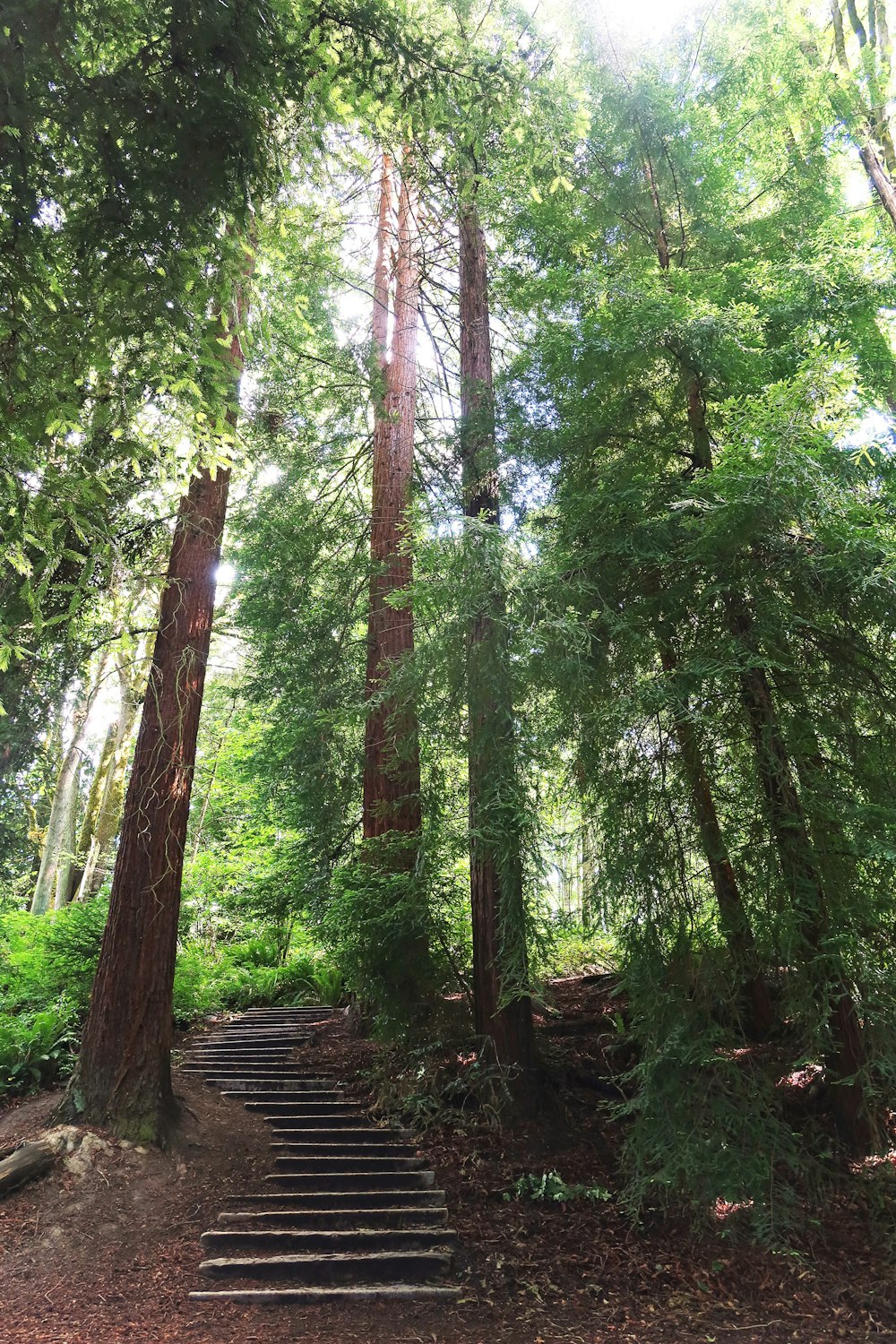 a staircase in a forest