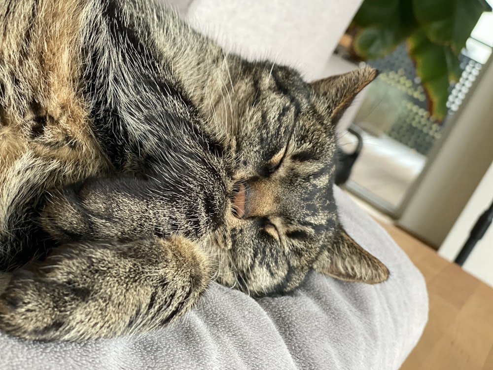 a cat sleeping on a chair