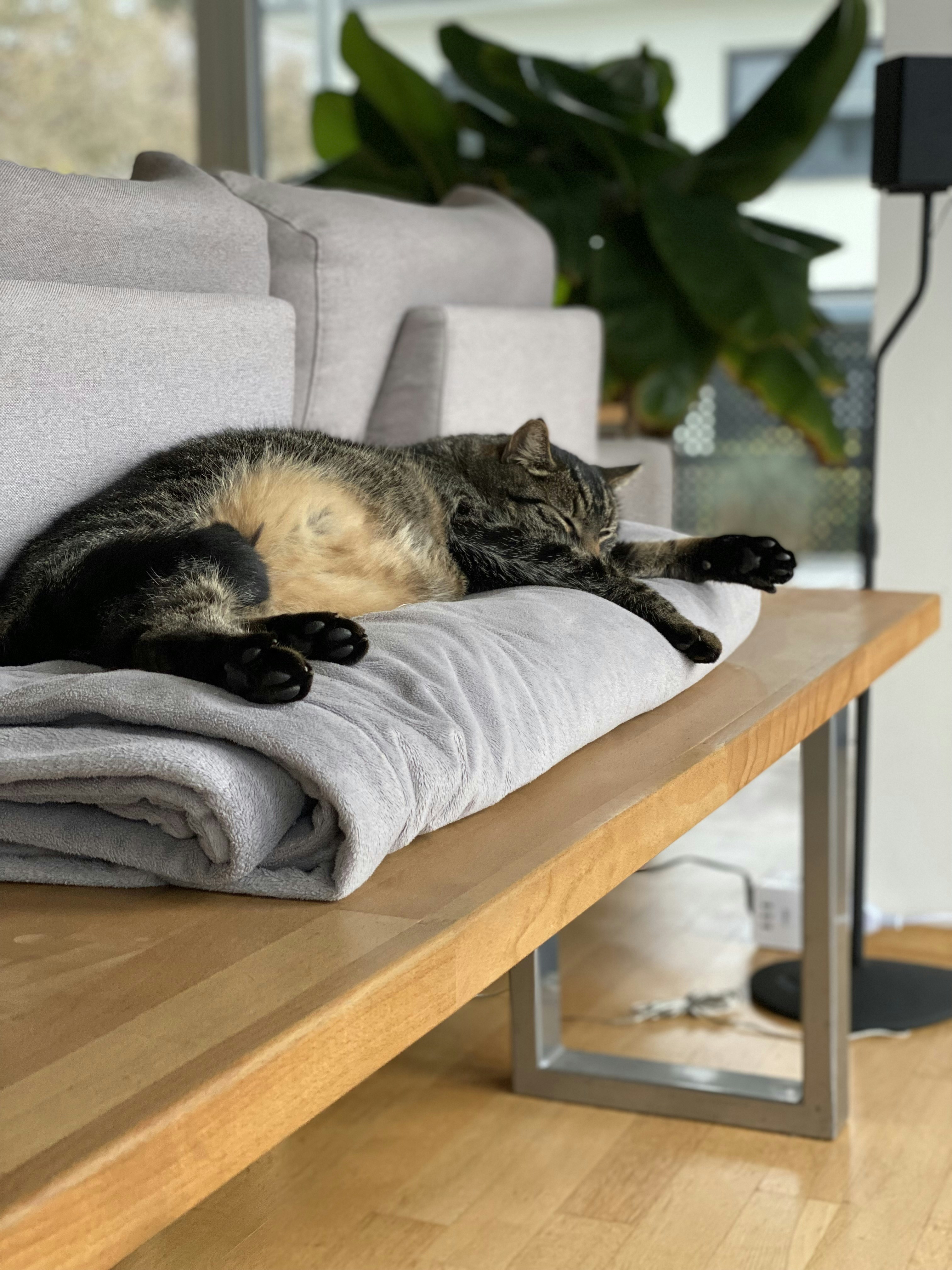 A cat sleeping on a couch photo – Free Cat Image on Unsplash
