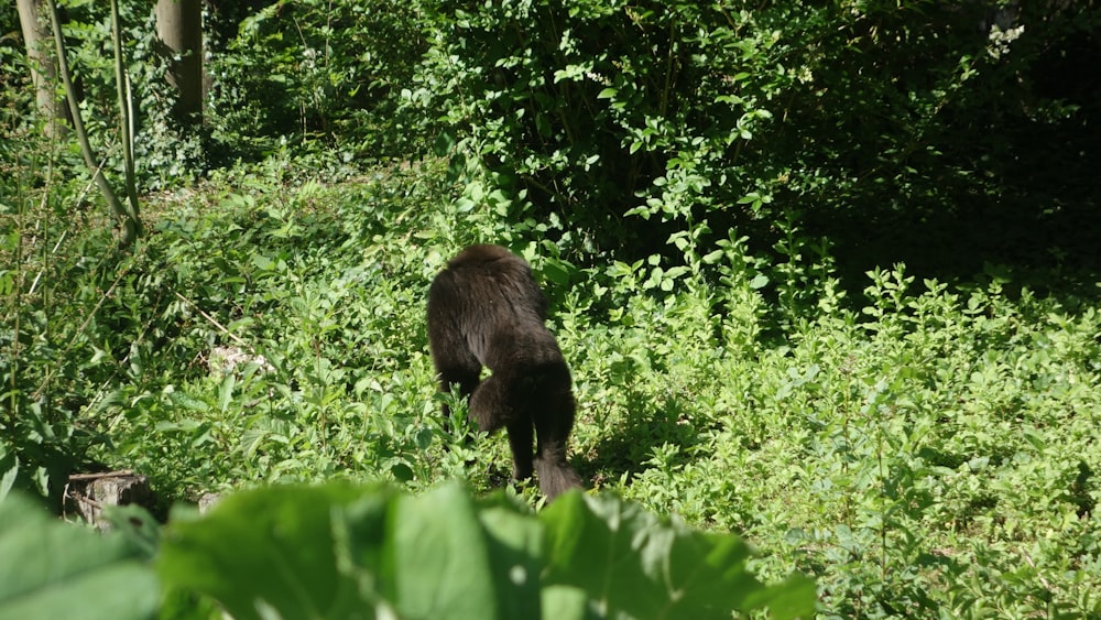 Ein Bär geht durch den Wald