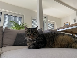 A curious tabby cat exploring a cozy modern living room.