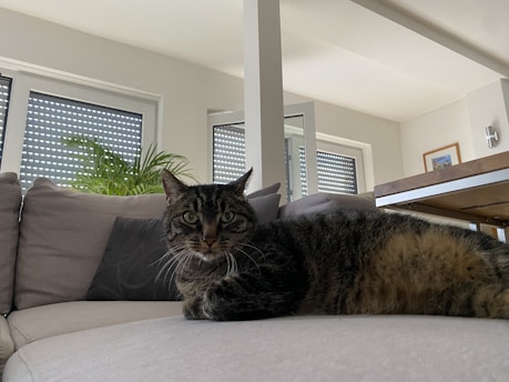 A curious tabby cat exploring a cozy modern living room.