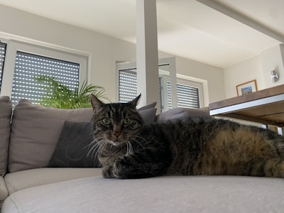 Minimalist cat furniture in a bright living room with a curious cat exploring.
