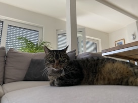 A tabby cat is lounging on a light gray sofa in a bright, modern living room. In the background, there are large windows with closed blinds and a potted green plant. The room has minimalist decor with neutral tones and a wooden table on the right side.